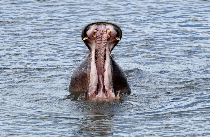 Hippo Swallows Ugandan Boy Alive, Saved by Passerby Witnessing the Animal Attack