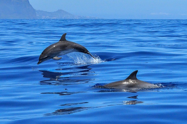 New Dolphin Species Evolve in Pacific Ocean, While Another Finding Reveals Dolphins May Get Alzheimer's Disease, Too!