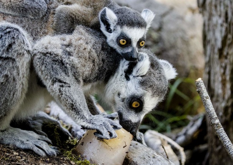 Extinction Diminishing Biodiversity in Madagascar May Need 20 Million Years of Habitat Replenishing