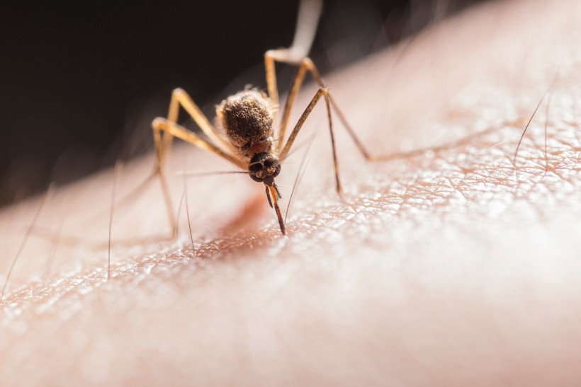 Climate Change Contributes in Spread of Malaria Outside Africa
