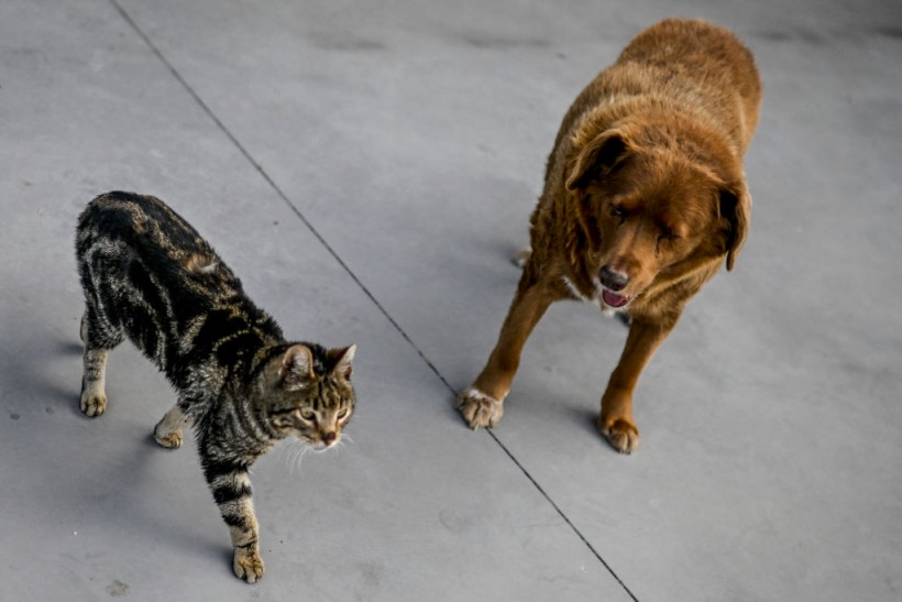 Healthy Cats, Dogs Capable of Transmitting Drug-Resistant Microbes to Humans