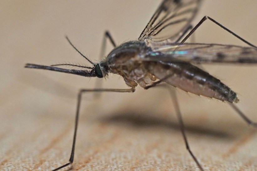New Mosquito Species Invades Florida, Baffles Scientists