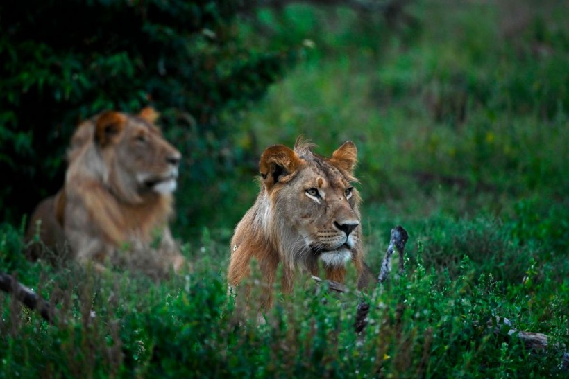 Herders Kill 11 Lions Including Kenya's Oldest One; Here's What Happened!