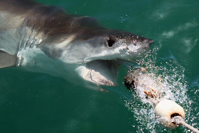 Fisher Captures Encounter with Massive Great White Shark off the Gold Coast