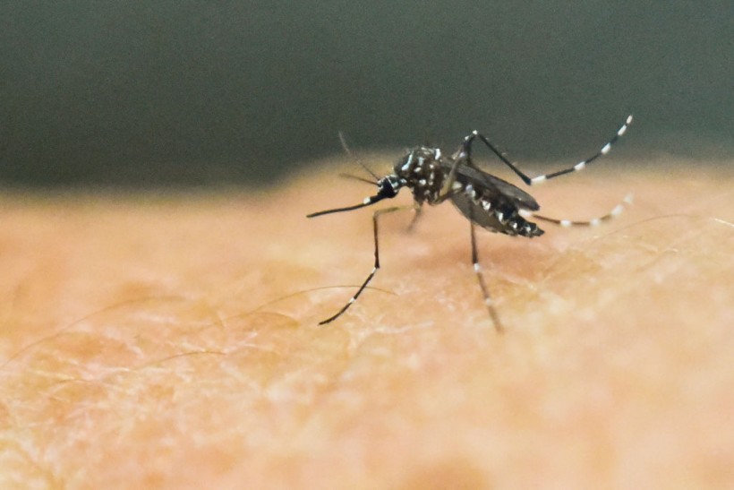 CDC Issues Alert After 5 Local Cases of Malaria Recorded, First in 20 Years