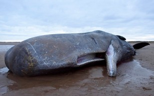 VIRAL Floating Gold: Scientists Find $500k in Ambergris Inside Dead Whale