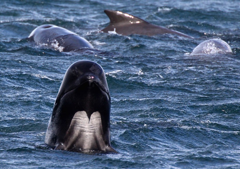 Pilot Whales Found Dead in Western Australia Coastline in Suspected Mass Stranding