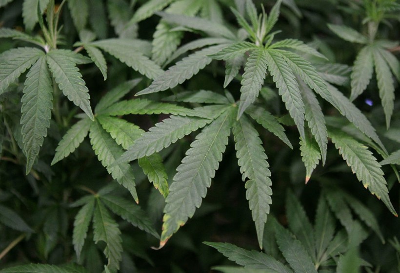 US Authorities Move Marijuana to Lower-Risk Drug Category