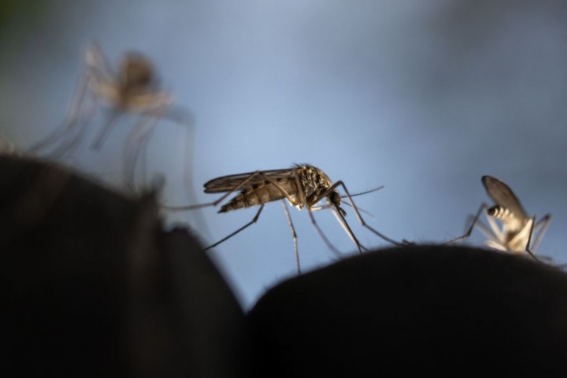 Jamaica Dengue Outbreak: Officials Warn of Disease Amid Hundreds of Confirmed, Suspected Cases
