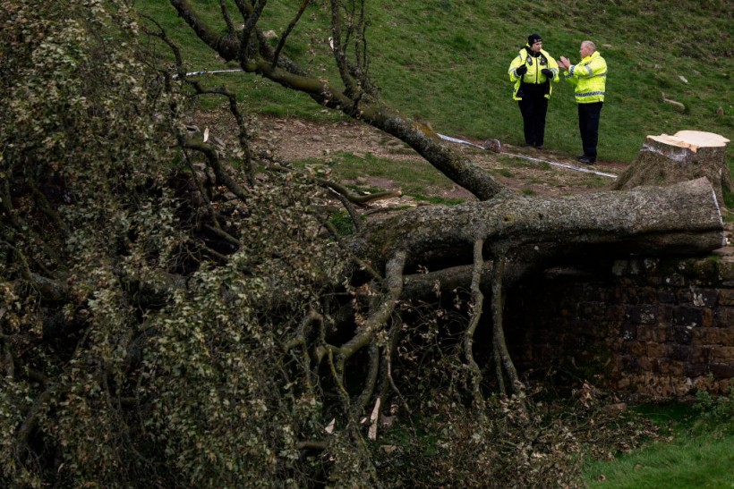 Sycamore Gap Tree: Teen Arrested After Deliberately Cutting Famous Landmark