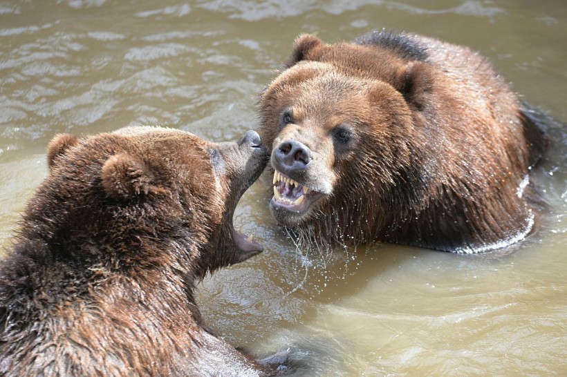 Canadian Bear Attack: Aggressive Grizzly Kills Couple, Prompting Officials To Euthanize Animal