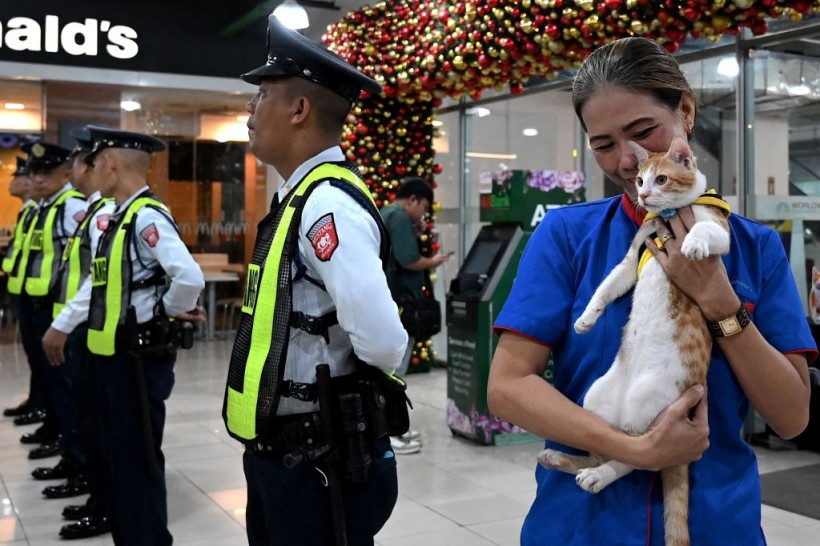 Conan the Security Cat: Meet the Philippines' Adopted Feline Friend
