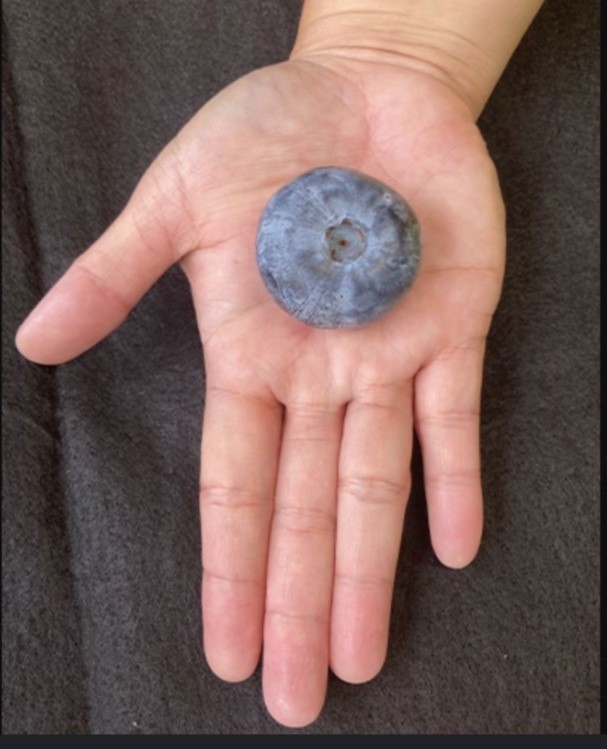 World's Heaviest Blueberry 