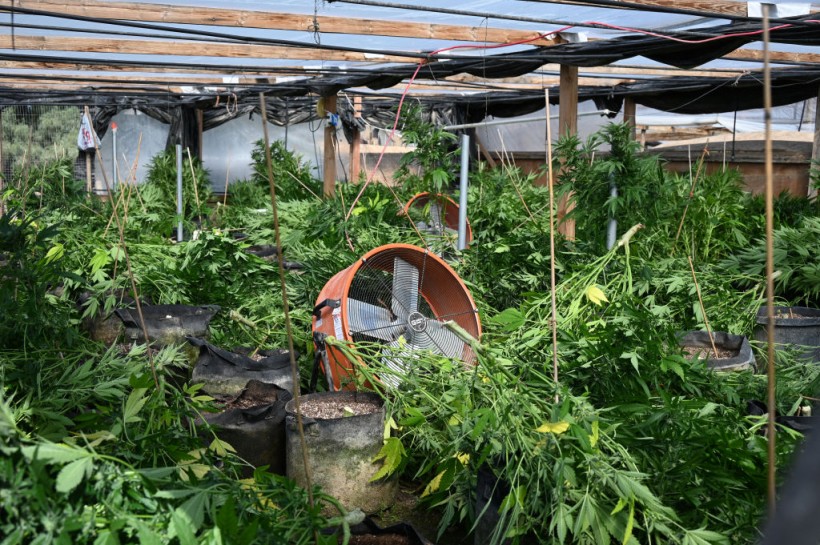 Cannabis Plantation