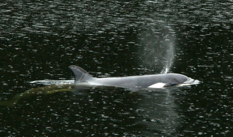 Orca Calf Stranded