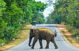 SRI LANKA-WILDLIFE-ELEPHANT
