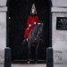 See the King's Horses Run! Household Cavalry Horses Went Loose in Central London