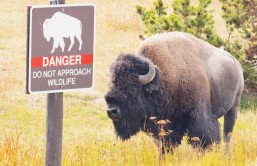 Man kicks bison in Yellowstone National Park