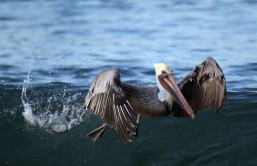 Brown pelicans in trouble
