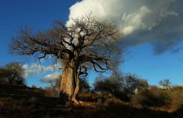 Baobabs Tree