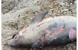 Mutilated Dolphin