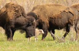White bison in Yellowstone