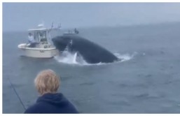 Wild Whale Bodyslams Boat in New Hampshire Waters